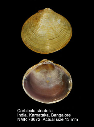 Corbicula striatella.jpg - Corbicula striatella (Deshayes,1854)